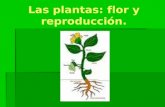 Las plantas: flor y reproducción.. Las plantas pertenecen al reino vegetal… ¿Cuáles son las partes de una planta?