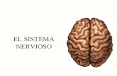 EL SISTEMA NERVIOSO. Variación en la Estructura Neuronal Neurona Multipolar –La más común –Muchas dendritas/un axón Neurona Bipolar –Una dendrita/un axón.