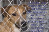 Existe una asociación protectora de animales en Torre Pacheco (Cartagena, Murcia) llamada PATITAS.