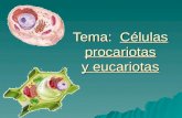 Tema: Células procariotas y eucariotas. La célula Del latín cellula, diminutivo de cella, "hueco“. Es la unidad básica de estructura y función de todo.