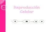 ¿ Qué es la Reproducción celular? Bases de la Reproducción celular 1 Procesos reproducción celular Clases de Reproducción Reproducción celular En Procariotas.