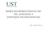 BASES NEUROBIOLÓGICAS DEl DEL LENGUAJE II (ENFOQUE NEUROCIENCIAS) Flgo. Fabián Brito A.