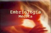 Embriología Médica. Períodos del desarrollo Prenatal: –Embrionario; de la segunda semana a las 8 semanas de gestación. –Feto; 9na semana al nacimiento.
