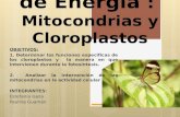 Transductores de Energía : Mitocondrias y Cloroplastos OBJETIVOS: 1. Determinar las funciones especificas de los cloroplastos y la manera en que intervienen.