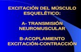EXCITACIÓN DEL MÚSCULO ESQUELÉTICO: A- TRANSMISIÓN NEUROMUSCULAR B-ACOPLAMIENTO EXCITACIÓN-CONTRACCIÓN.