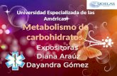 Universidad Especializada de las Américas Metabolismo de carbohidratos Expositoras Diana Araúz Dayandra Gómez.
