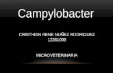 Campylobacter CRISTHIAN RENE NUÑEZ RODRIGUEZ 12351099 MICROVETERINARIA.