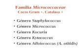 Familia Micrococcaceae Cocos Gram +. Catalasa + Género Staphylococcus Género Micrococcus Género Kocuria Género Kytococcus Género Alloiococcus (A. otitidis)