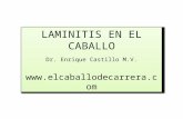 LAMINITIS EN EL CABALLO Dr. Enrique Castillo M.V. .