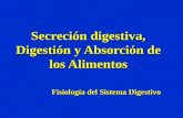 Secreción digestiva, Digestión y Absorción de los Alimentos Fisiología del Sistema Digestivo.