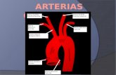 Sistema Arterial de Cabeza y Cuello Ramas del CAYADO AÓRTICO Tronco Braquiocefálico Drcho: Art. Carótida Común Drcha Art. Subclavia Drcha Art. Carótida.