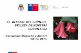 AL RESCATE DEL COPIHUE, BELLEZA DE NUESTRA CORDILLERA Asociación Mapuche y Aimara WE PU REPU.