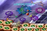 Progenitor linfoide Médula ósea Tim o Linfocitos T  Linfocitos T Linfocitos T  Células NKT La maduración de los linfocitos T supone una serie de fenomenos.