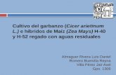 Cultivo del garbanzo (Cicer arietinum L.) e híbridos de Maíz (Zea Mays) H-40 y H-52 regado con aguas residuales Almaguer Rivera Luis Daniel Romero Buendía.