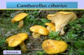 Cantharellus cibarius Rebozuelo.. Rebozuelo. El sombrero es carnoso, inicialmente convexo, luego de forma embudada, con margen muy irregular, lobulado,