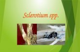E ntre los principales enfermedades del genero sclerotium spp. Se encuentra la pudrición blanca (sclerotium cepivorium) y el tizon suraño (sclerotium.