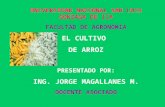 UNIVERSIDAD NACIONAL SAN LUIS GONZAGA DE ICA FACULTAD DE AGRONOMIA EL CULTIVO DE ARROZ PRESENTADO POR: ING. JORGE MAGALLANES M. DOCENTE ASOCIADO.