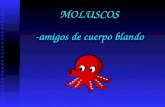 MOLUSCOS -amigos de cuerpo blando CLASES DE MOLUSCOS Gasterópodos – caracoles y babosas Gasterópodos – caracoles y babosas Bivalvos – ostras, almejas,