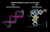 ÁCIDOS NUCLEICOS: polímeros de nucleótidos ARN ácido ribonucleico ADN ácido desoxiribonucleico.