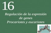 16 Regulación de la expresión de genes Procariotes y eucariotes.