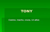 TONY Canino, macho, cruza, 14 años. 28/03/2007 Consulta por atrofia muscular generalizada, dificultad en la marcha y adelgazamiento.