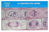 La reproducción celular UNIDAD12UNIDAD12. Recursos para la explicación de la unidad La vida de la célula El ritmo de reproducción celular El ciclo celular.