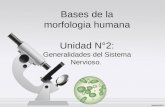 Bases de la morfologia humana Unidad N°2: Generalidades del Sistema Nervioso.