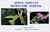 APOYO GRÁFICO NUTRICIÓN VEGETAL 1º BACHILLERATO BIOLOGÍA Y GEOLOGÍA. UNIDAD 9.