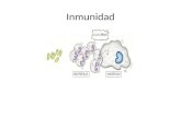 Inmunidad. Sistema Inmune Inmunidad Capacidad de ser resistente a cualquier enfermedad.Esta capacidad puede ser natural o artificial. Inmunidadnatural.