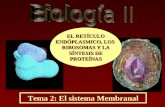 Tema 2: El sistema Membranal EL RETÍCULO ENDÓPLASMICO, LOS RIBOSOMAS Y LA SÍNTESIS DE PROTEÍNAS.