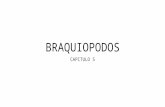 BRAQUIOPODOS CAPITULO 5. Brachiopoda del griego brakhys = corto y podos =pie Generalmente bentónicos Viven fijos al sustrato por el pedundulo Animales.