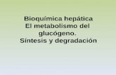 Bioquímica hepática El metabolismo del glucógeno. Síntesis y degradación.