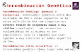 Recombinación Genética