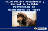 Salud P ú blica Veterinaria y Control de la Rabia Prevención de  Mordeduras de Perro