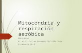 Mitocondria y respiración aeróbica