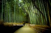 El Helecho y el Bambú