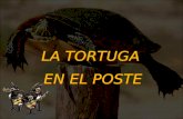 LA TORTUGA  EN EL POSTE