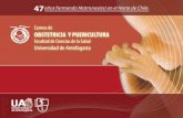 PREPARACIÓN PROCESO DE ACREDITACIÓN Estamento Estudiantil Carrera Obstetricia y Puericultura