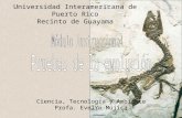 Universidad Interamericana de Puerto Rico Recinto de Guayama