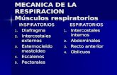 MECANICA DE LA RESPIRACION Músculos respiratorios