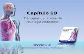 Capítulo 60 Principios generales de fisiología endocrina