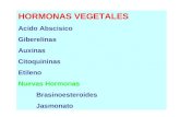 HORMONAS VEGETALES Acido Abscisico Giberelinas Auxinas Citoquininas Etileno Nuevas Hormonas
