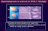 Espermatogenesis en ausencia de SGOL2: Histología