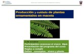 Producción  y cuidado de plantas ornamentales en  maceta