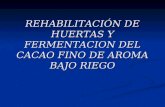 REHABILITACIÓN DE HUERTAS Y FERMENTACION DEL CACAO FINO DE AROMA BAJO RIEGO