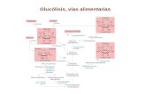 Glucólisis, vías alimentarias