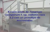 Erradicación de  Fusarium oxysporum  f. sp.  melonis  raza 1.2 con un prototipo de microondas