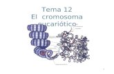 Tema 12 El  cromosoma eucariótico