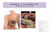 Anatomía  y Fisiología de  P Á N C R E A S