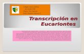 Transcripción en Eucariontes